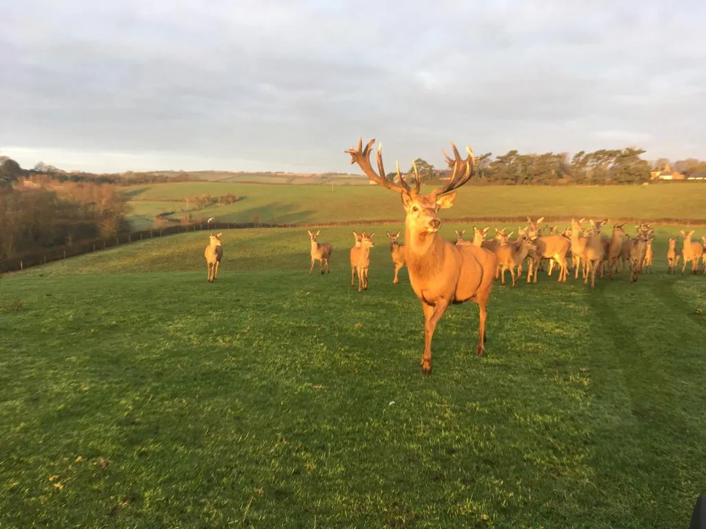 Deer herd in an open field